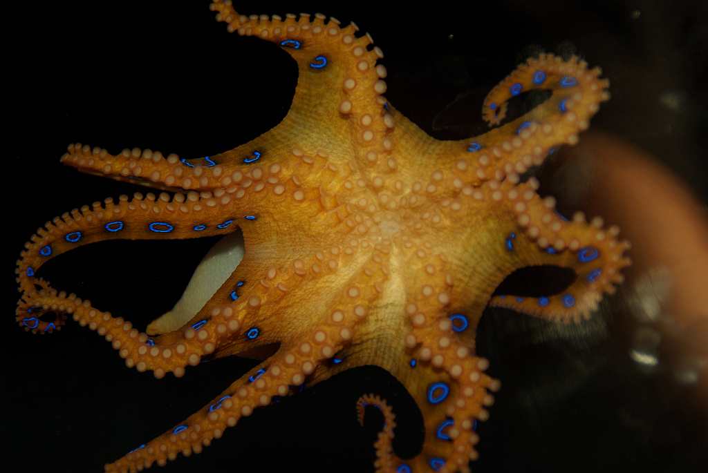 Blue-ring Octopus: Sushi's revenge.
